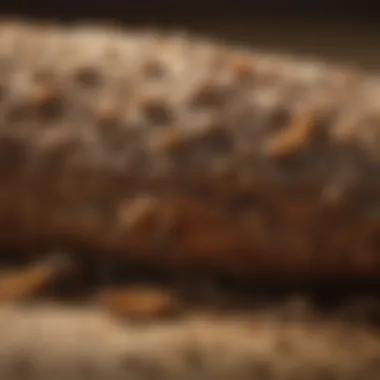 Brentwood Home Infested with Termites