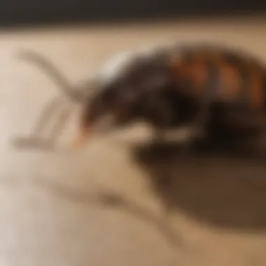 Effective Pest Prevention Strategies for Livonia, MI Illustration of Pest Prevention Tips in Livonia MI