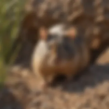 A depiction of a rodent burrow near a foundation in Logan, Utah