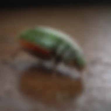Pest Identification Chart