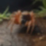 Peterson spider in natural habitat