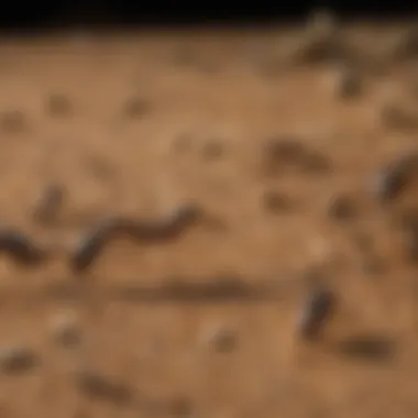 Illustration showing common entry points for Pharaoh ants