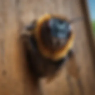 Proactive Strategies to Combat Carpenter Bee Infestations Preventive measures against carpenter bees