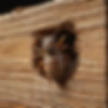Advanced Termite Inspection Techniques Termite Inspection and Detection