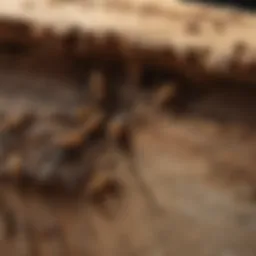 Close-up of termite damage on wood