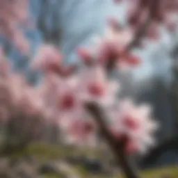 Spring Blossoms in March