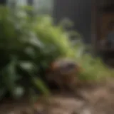 Healthy Plants to Deter Pests