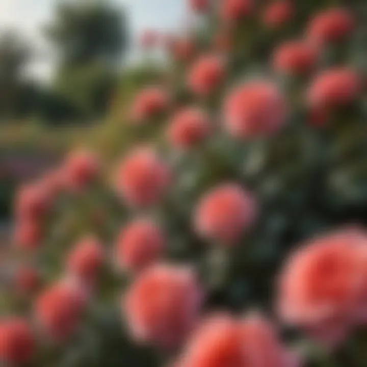 Vibrant Roses in Niles Close-up view of a thriving rose garden in Niles, Michigan with vibrant blooms.