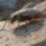 A close-up of common pests found in Stone Mountain