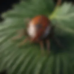 Close-up view of a tick on a leaf
