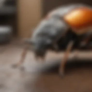 Bug Bomb Options for Flea Control at Home Depot Bug bomb products available at Home Depot