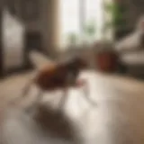 Flea infestation in a living room