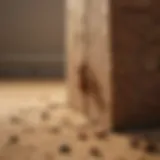Natural Termite Repellent