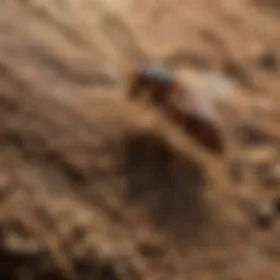 Termite biology and behavior in their natural habitat