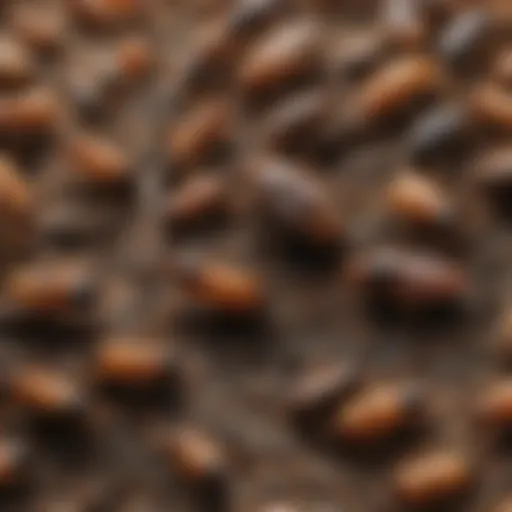 A close-up view of common pests found in Dayton, TX, including ants and roaches.