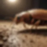 Advanced Termite Detection Technology Advanced termite detection technology