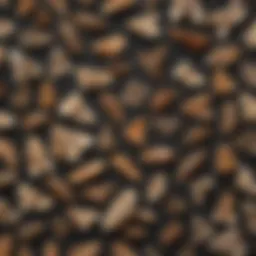 Detailed lifecycle of pantry moths in a visual format