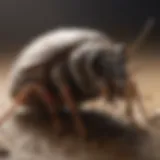 Common Pest Issues Common pest issues in Scottsbluff, Nebraska