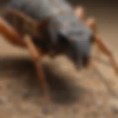 Close-up of various pests commonly found in Henderson, such as scorpions and ants