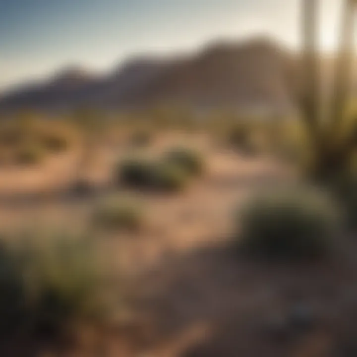 Desert landscape of Henderson, Nevada, highlighting common pest habitats