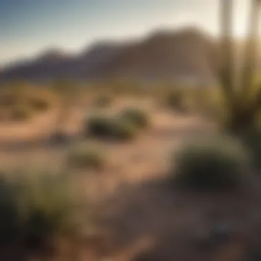 Henderson, Nevada: Common Pest Habitats Desert landscape of Henderson, Nevada, highlighting common pest habitats