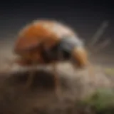 Common pests found in Fort Collins, Colorado