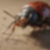 Common pest species in Panama City Beach