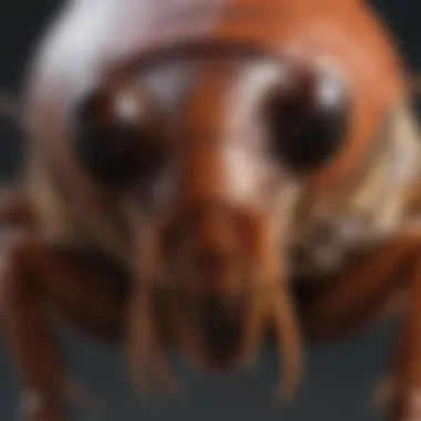 Understanding Cockroach Biology Detailed illustration of a cockroach anatomy highlighting its features