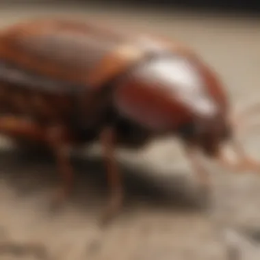 Identifying Cockroach Species Visual guide to identifying different species of cockroaches