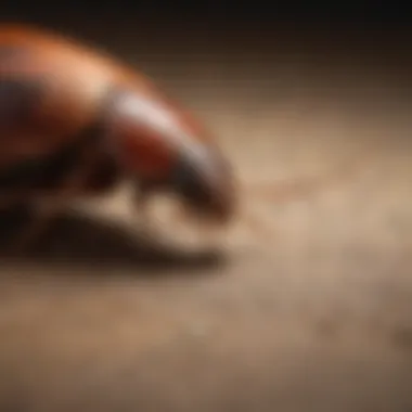 Prevention Techniques Against Cockroaches Infographic depicting preventive measures to avoid cockroach infestations