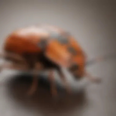 Effective Control Methods for Shield Bugs