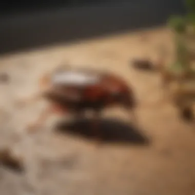 Effective Infestation Combat Results Syngenta 383920 Advion Cockroach Control Results
