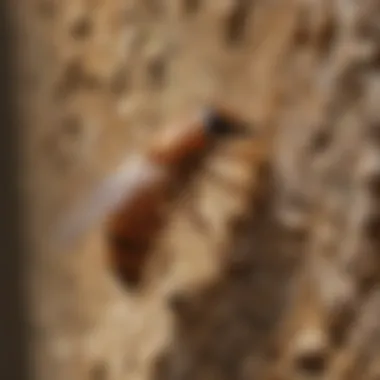 Comprehensive Cost Analysis for Termite Inspection Services Cost Analysis for Termite Inspection in Whittier