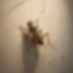 Illustration of cricket chirping in the wall