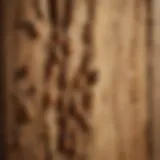 Understanding Termite Infestation Close-up view of termite damage on wooden structure