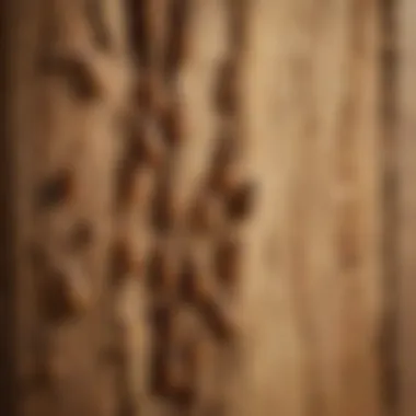 Understanding Termite Infestation Close-up view of termite damage on wooden structure