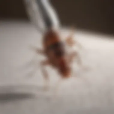 Customer Feedback on JT Eaton Bed Bug Spray Image depicting customer feedback on JT Eaton bed bug spray