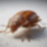 Magnified view of a single bed bug on white background