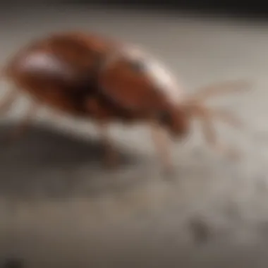 Effective solutions for eradicating bed bugs Bed bug treatment products on a table