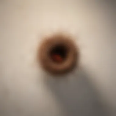 Close-up of red ant nest in bathroom corner