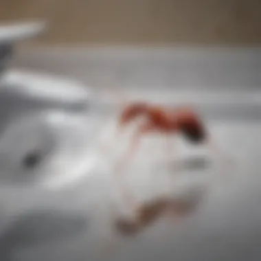 Red ant crawling on bathroom sink
