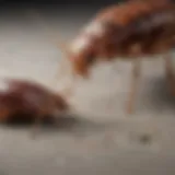 Detailed comparison of bed bug and flea physical characteristics