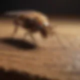 A meticulous examination of Budget Brothers Termite Reviews