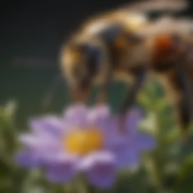 Close-up of a bee gathering nectar from a flower near the hive