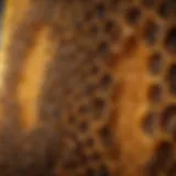 Close-up of intricate honeycomb structure in the bee hive