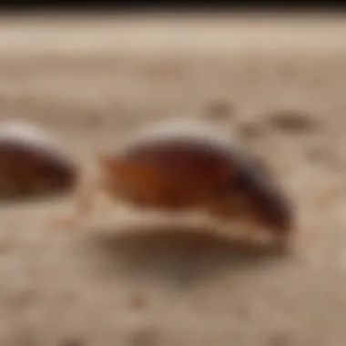 Cutting-Edge Detection of Bed Bug Eggs Innovative technology for detecting hatched bed bug eggs in household setting