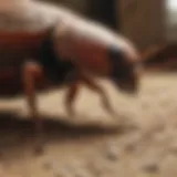 Natural Roach Control