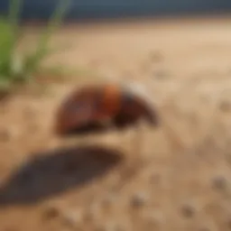 Natural pest control solution using diatomaceous earth