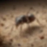 A microscopic view of tiny ants in a carpet