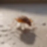 Natural Bed Bug Repellent with Essential Oils